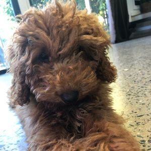 Meet your Posher, Amelie